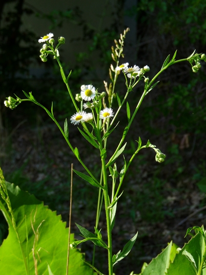 {Erigeron annuus}